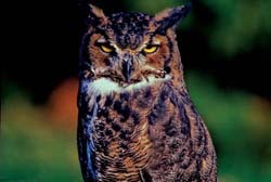 great horned owl