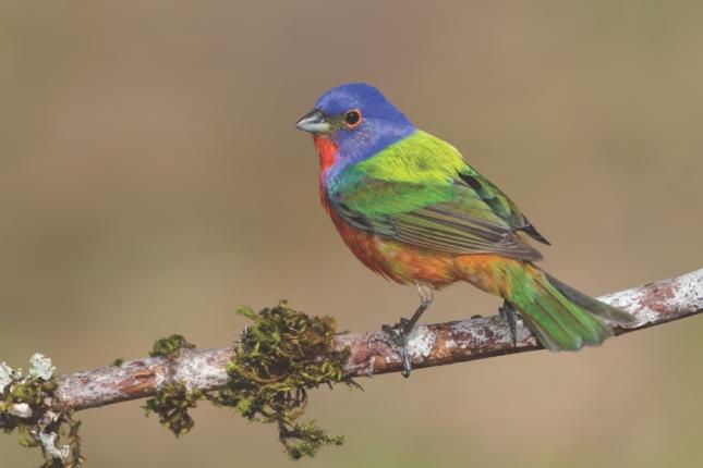 Painted Bunting