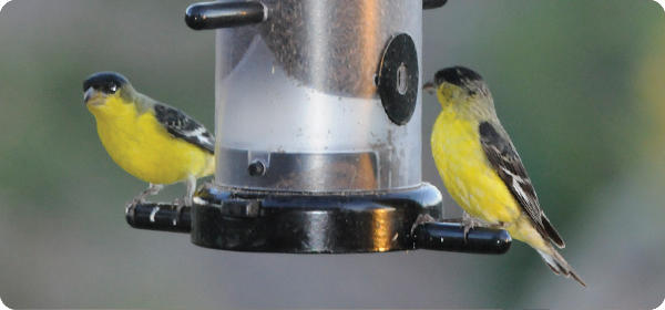 Lesser Goldfinches