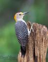 Golden-fronted Woodpecker