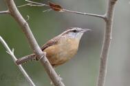Carolina Wren