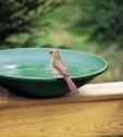 Female Cardinal on Bbath c