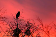 Great Horned Owl